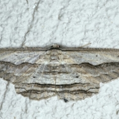 Euphronarcha luxaria (Striated Bark Moth) at Ainslie, ACT - 27 Nov 2019 by jbromilow50