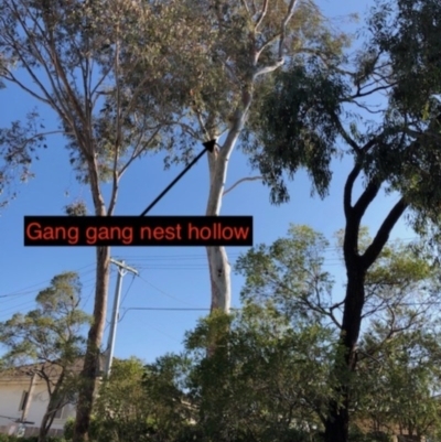 Callocephalon fimbriatum (Gang-gang Cockatoo) at Yarralumla, ACT - 30 Nov 2019 by Ratcliffe