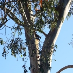 Callocephalon fimbriatum at Yarralumla, ACT - 1 Dec 2019