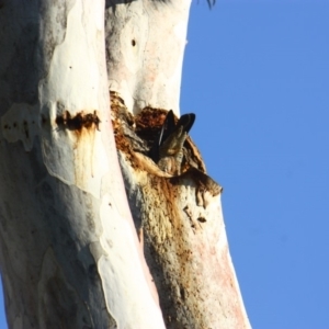 Callocephalon fimbriatum at Yarralumla, ACT - 1 Dec 2019