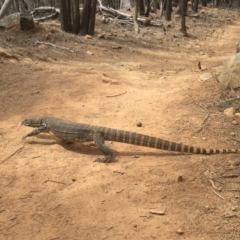 Varanus rosenbergi (Heath or Rosenberg's Monitor) at Majura, ACT - 1 Dec 2019 by WalterEgo