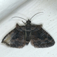 Phrissogonus laticostata (Apple looper moth) at Ainslie, ACT - 27 Nov 2019 by jb2602