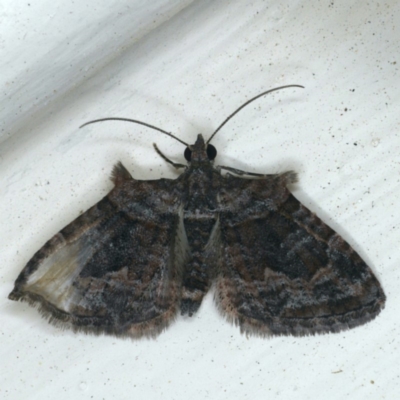 Phrissogonus laticostata (Apple looper moth) at Ainslie, ACT - 27 Nov 2019 by jbromilow50