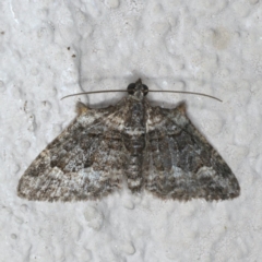 Phrissogonus laticostata at Ainslie, ACT - 27 Nov 2019