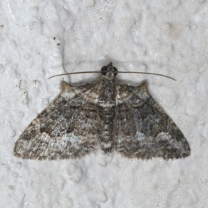 Phrissogonus laticostata at Ainslie, ACT - 27 Nov 2019 08:35 PM