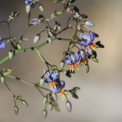 Dianella sp. aff. longifolia (Benambra) (Pale Flax Lily, Blue Flax Lily) at Hughes, ACT - 30 Nov 2019 by LisaH