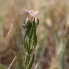 Centaurium sp. (Centaury) at Hughes, ACT - 1 Dec 2019 by LisaH