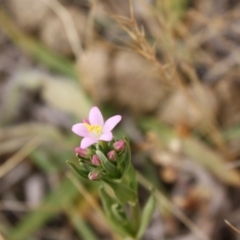 Centaurium sp. at Hughes, ACT - 1 Dec 2019 04:30 PM