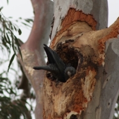 Callocephalon fimbriatum (Gang-gang Cockatoo) at Hughes Grassy Woodland - 1 Dec 2019 by LisaH