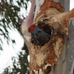 Callocephalon fimbriatum at Hughes, ACT - 1 Dec 2019