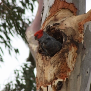 Callocephalon fimbriatum at Hughes, ACT - suppressed