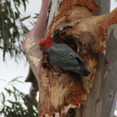 Callocephalon fimbriatum at Hughes, ACT - 1 Dec 2019