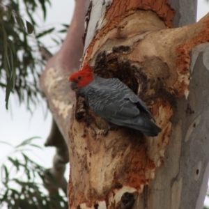 Callocephalon fimbriatum at Hughes, ACT - suppressed