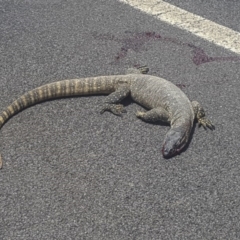 Varanus rosenbergi (Heath or Rosenberg's Monitor) at Namadgi National Park - 12 Jan 2019 by dannymccreadie