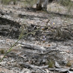 Dianella sp. aff. longifolia (Benambra) at Deakin, ACT - 1 Dec 2019 12:41 PM