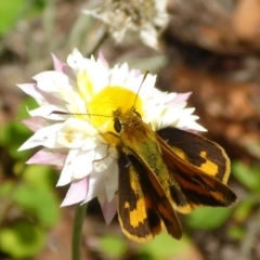 Ocybadistes walkeri (Green Grass-dart) at Aranda, ACT - 2 Feb 2015 by JanetRussell