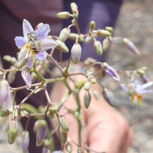 Lipotriches (Austronomia) phanerura at Deakin, ACT - 1 Dec 2019