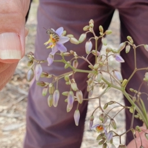 Lipotriches (Austronomia) phanerura at Deakin, ACT - 1 Dec 2019