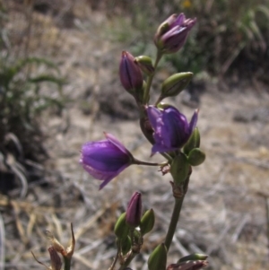 Arthropodium fimbriatum at Molonglo Valley, ACT - 18 Nov 2019