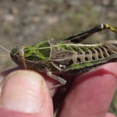 Perunga ochracea (Perunga grasshopper, Cross-dressing Grasshopper) at Hackett, ACT - 18 Nov 2019 by pinnaCLE