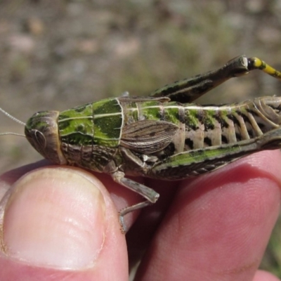 Perunga ochracea (Perunga grasshopper, Cross-dressing Grasshopper) at Yarramundi Grassland
 - 18 Nov 2019 by pinnaCLE
