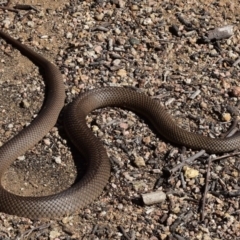 Pseudonaja textilis (Eastern Brown Snake) at Tuggeranong DC, ACT - 18 Sep 2017 by venky2k11