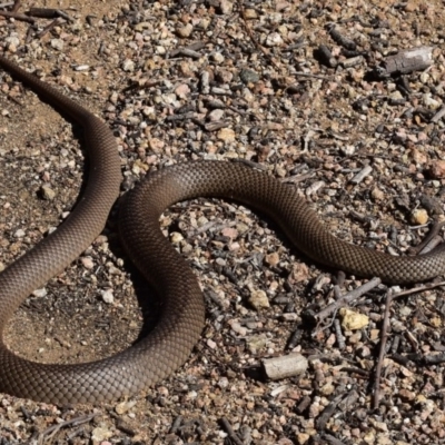 Pseudonaja textilis (Eastern Brown Snake) at Tuggeranong DC, ACT - 18 Sep 2017 by venky2k11