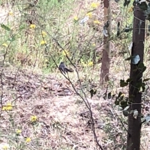 Rhipidura albiscapa at Paddys River, ACT - 1 Dec 2019 02:01 PM