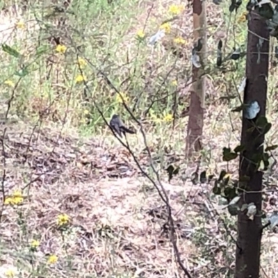 Rhipidura albiscapa (Grey Fantail) at Paddys River, ACT - 1 Dec 2019 by Jubeyjubes