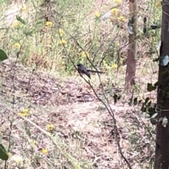 Rhipidura albiscapa at Paddys River, ACT - 1 Dec 2019 02:01 PM