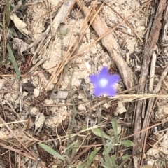 Wahlenbergia stricta subsp. stricta (Tall Bluebell) at Paddys River, ACT - 1 Dec 2019 by Jubeyjubes