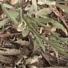 Wahlenbergia stricta subsp. stricta at Paddys River, ACT - 1 Dec 2019