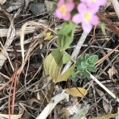 Centaurium sp. at Paddys River, ACT - 1 Dec 2019