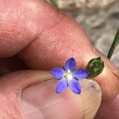 Wahlenbergia multicaulis (Tadgell's Bluebell) at Paddys River, ACT - 1 Dec 2019 by Jubeyjubes