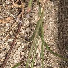 Wahlenbergia multicaulis at Paddys River, ACT - 1 Dec 2019 02:17 PM