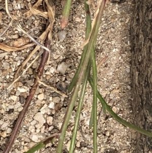 Wahlenbergia multicaulis at Paddys River, ACT - 1 Dec 2019 02:17 PM