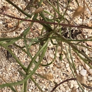 Wahlenbergia multicaulis at Paddys River, ACT - 1 Dec 2019 02:17 PM