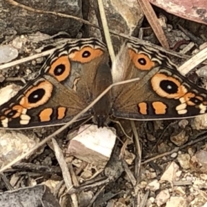 Junonia villida at Paddys River, ACT - 1 Dec 2019 02:23 PM