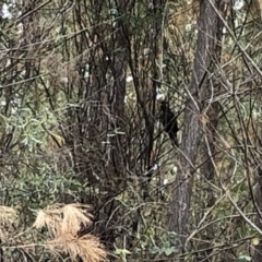 Zanda funerea (Yellow-tailed Black-Cockatoo) at Paddys River, ACT - 1 Dec 2019 by Jubeyjubes