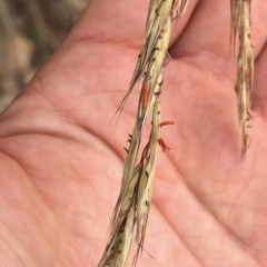 Rytidosperma pallidum (Red-anther Wallaby Grass) at Paddys River, ACT - 1 Dec 2019 by Jubeyjubes