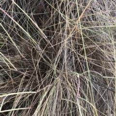 Rytidosperma pallidum at Paddys River, ACT - 1 Dec 2019