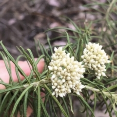 Cassinia longifolia (Shiny Cassinia, Cauliflower Bush) at Paddys River, ACT - 1 Dec 2019 by Jubeyjubes