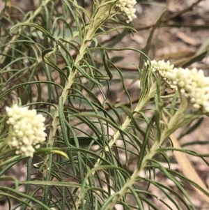 Cassinia longifolia at Paddys River, ACT - 1 Dec 2019