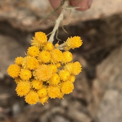 Chrysocephalum semipapposum (Clustered Everlasting) at Paddys River, ACT - 1 Dec 2019 by Jubeyjubes