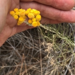 Chrysocephalum semipapposum at Paddys River, ACT - 1 Dec 2019