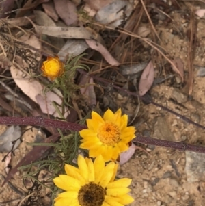 Xerochrysum viscosum at Paddys River, ACT - 1 Dec 2019 02:45 PM