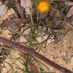 Xerochrysum viscosum at Paddys River, ACT - 1 Dec 2019