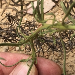 Chrysocephalum semipapposum at Paddys River, ACT - 1 Dec 2019 02:46 PM