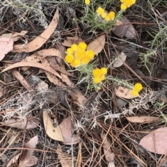 Chrysocephalum semipapposum at Paddys River, ACT - 1 Dec 2019