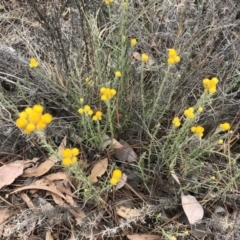 Chrysocephalum semipapposum at Paddys River, ACT - 1 Dec 2019 02:46 PM